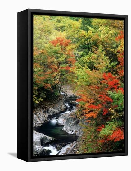 Autumn Leaves, Nakatsugawa, Fukushima, Japan-null-Framed Premier Image Canvas