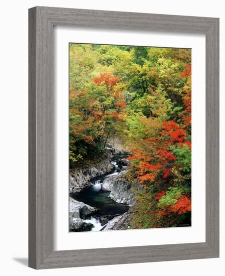 Autumn Leaves, Nakatsugawa, Fukushima, Japan-null-Framed Photographic Print