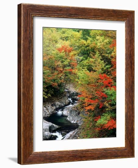 Autumn Leaves, Nakatsugawa, Fukushima, Japan-null-Framed Photographic Print