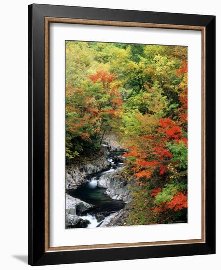 Autumn Leaves, Nakatsugawa, Fukushima, Japan-null-Framed Photographic Print