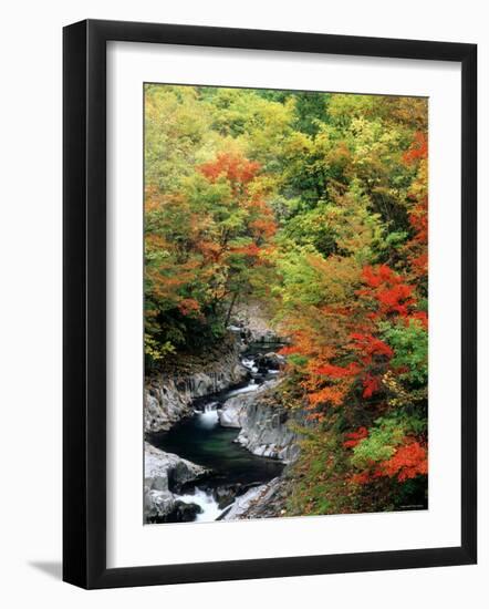 Autumn Leaves, Nakatsugawa, Fukushima, Japan-null-Framed Photographic Print
