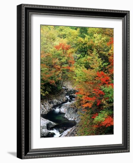 Autumn Leaves, Nakatsugawa, Fukushima, Japan-null-Framed Photographic Print