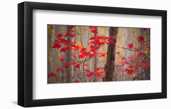 Autumn Leaves Near The Great Meadow-Michael Hudson-Framed Art Print