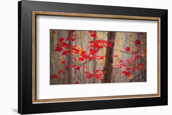 Autumn Leaves Near The Great Meadow-Michael Hudson-Framed Art Print