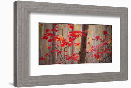 Autumn Leaves Near The Great Meadow-Michael Hudson-Framed Art Print