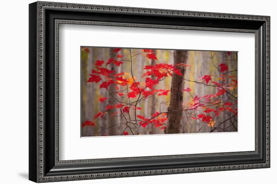 Autumn Leaves Near The Great Meadow-Michael Hudson-Framed Art Print