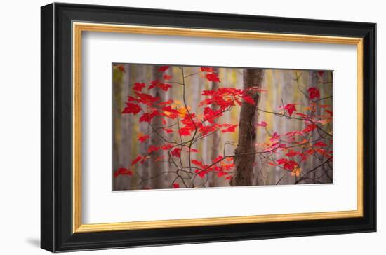 Autumn Leaves Near The Great Meadow-Michael Hudson-Framed Art Print