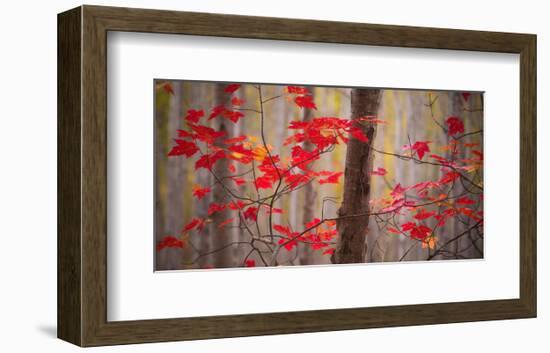 Autumn Leaves Near The Great Meadow-Michael Hudson-Framed Art Print