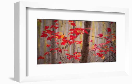 Autumn Leaves Near The Great Meadow-Michael Hudson-Framed Art Print