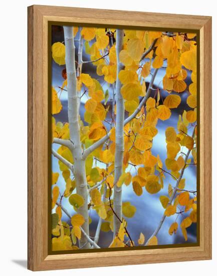 Autumn Leaves on Aspen Tree in the Sierra Nevada Range, Bishop, California, Usa-Dennis Flaherty-Framed Premier Image Canvas