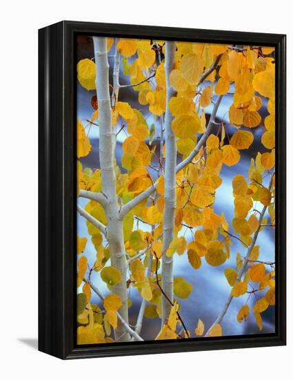 Autumn Leaves on Aspen Tree in the Sierra Nevada Range, Bishop, California, Usa-Dennis Flaherty-Framed Premier Image Canvas