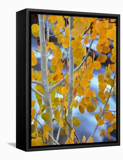 Autumn Leaves on Aspen Tree in the Sierra Nevada Range, Bishop, California, Usa-Dennis Flaherty-Framed Premier Image Canvas