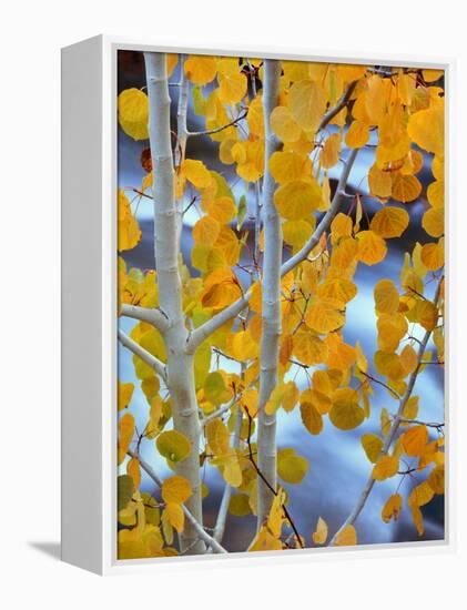 Autumn Leaves on Aspen Tree in the Sierra Nevada Range, Bishop, California, Usa-Dennis Flaherty-Framed Premier Image Canvas