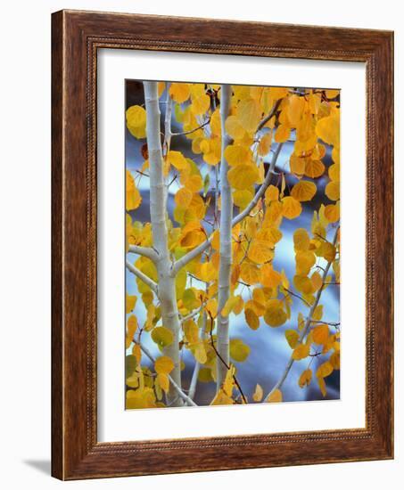 Autumn Leaves on Aspen Tree in the Sierra Nevada Range, Bishop, California, Usa-Dennis Flaherty-Framed Photographic Print