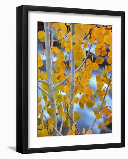 Autumn Leaves on Aspen Tree in the Sierra Nevada Range, Bishop, California, Usa-Dennis Flaherty-Framed Photographic Print