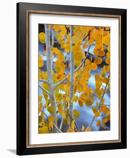 Autumn Leaves on Aspen Tree in the Sierra Nevada Range, Bishop, California, Usa-Dennis Flaherty-Framed Photographic Print