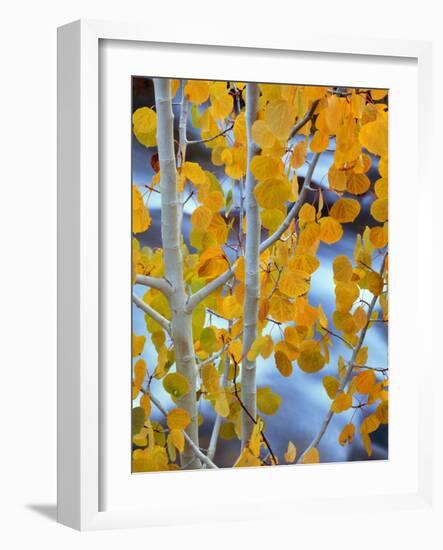 Autumn Leaves on Aspen Tree in the Sierra Nevada Range, Bishop, California, Usa-Dennis Flaherty-Framed Photographic Print