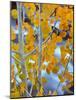 Autumn Leaves on Aspen Tree in the Sierra Nevada Range, Bishop, California, Usa-Dennis Flaherty-Mounted Photographic Print