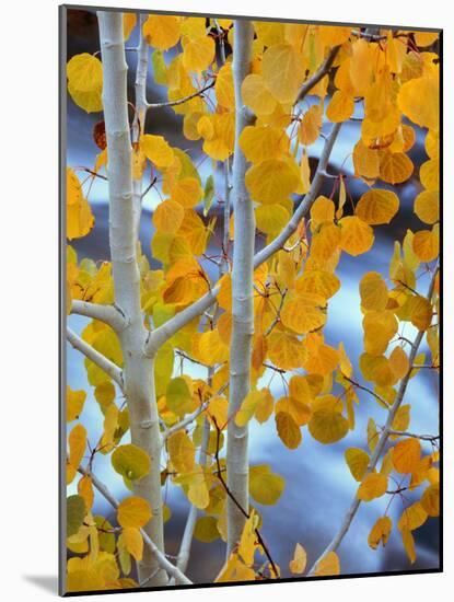 Autumn Leaves on Aspen Tree in the Sierra Nevada Range, Bishop, California, Usa-Dennis Flaherty-Mounted Photographic Print