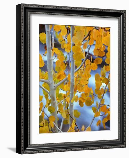 Autumn Leaves on Aspen Tree in the Sierra Nevada Range, Bishop, California, Usa-Dennis Flaherty-Framed Photographic Print
