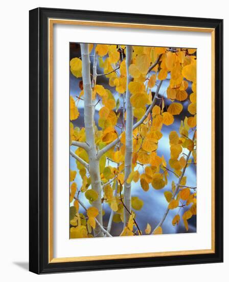 Autumn Leaves on Aspen Tree in the Sierra Nevada Range, Bishop, California, Usa-Dennis Flaherty-Framed Photographic Print