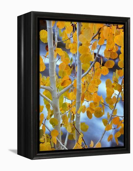 Autumn Leaves on Aspen Tree in the Sierra Nevada Range, Bishop, California, Usa-Dennis Flaherty-Framed Premier Image Canvas