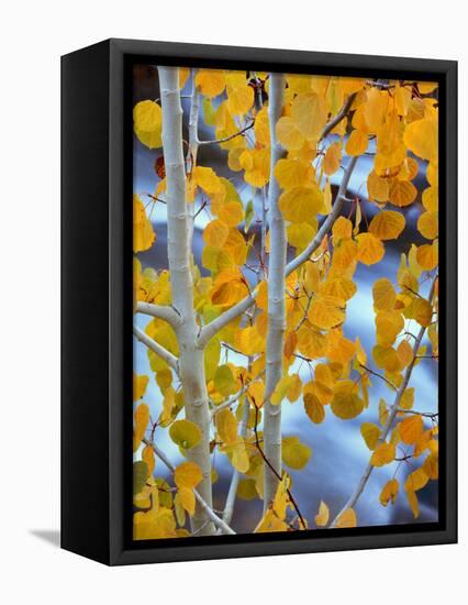 Autumn Leaves on Aspen Tree in the Sierra Nevada Range, Bishop, California, Usa-Dennis Flaherty-Framed Premier Image Canvas