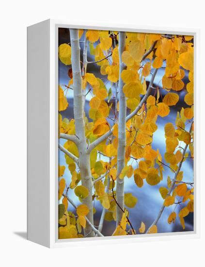 Autumn Leaves on Aspen Tree in the Sierra Nevada Range, Bishop, California, Usa-Dennis Flaherty-Framed Premier Image Canvas