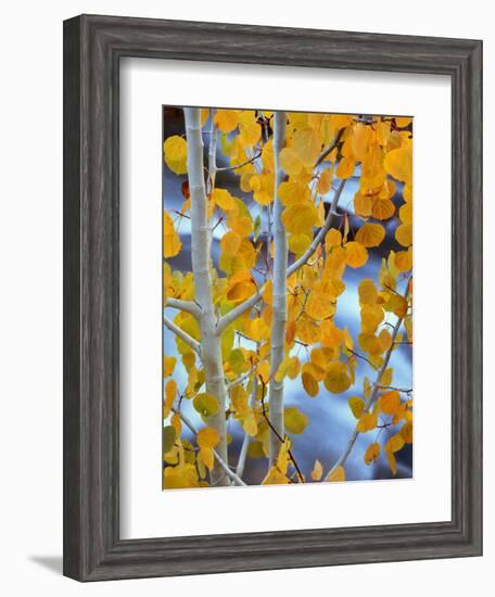 Autumn Leaves on Aspen Tree in the Sierra Nevada Range, Bishop, California, Usa-Dennis Flaherty-Framed Photographic Print