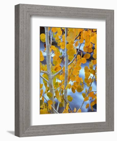 Autumn Leaves on Aspen Tree in the Sierra Nevada Range, Bishop, California, Usa-Dennis Flaherty-Framed Photographic Print