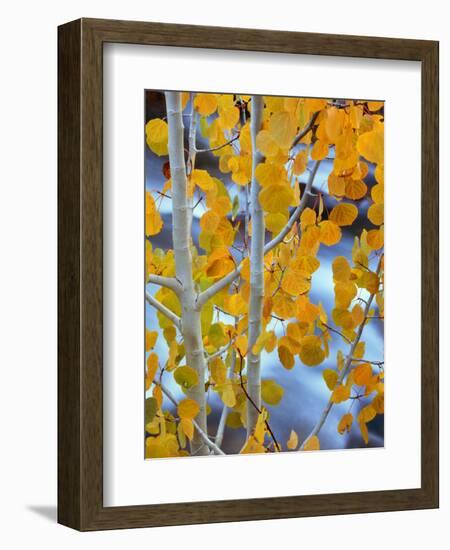 Autumn Leaves on Aspen Tree in the Sierra Nevada Range, Bishop, California, Usa-Dennis Flaherty-Framed Photographic Print