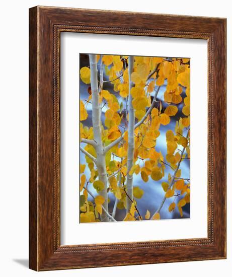 Autumn Leaves on Aspen Tree in the Sierra Nevada Range, Bishop, California, Usa-Dennis Flaherty-Framed Photographic Print