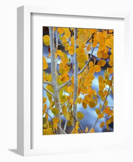 Autumn Leaves on Aspen Tree in the Sierra Nevada Range, Bishop, California, Usa-Dennis Flaherty-Framed Photographic Print