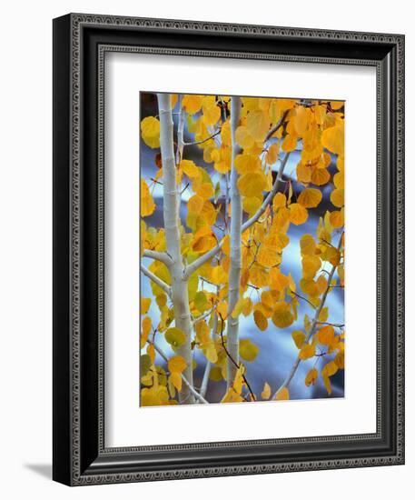 Autumn Leaves on Aspen Tree in the Sierra Nevada Range, Bishop, California, Usa-Dennis Flaherty-Framed Photographic Print