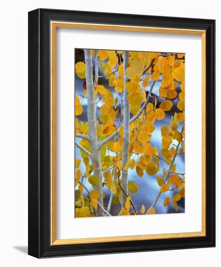 Autumn Leaves on Aspen Tree in the Sierra Nevada Range, Bishop, California, Usa-Dennis Flaherty-Framed Photographic Print