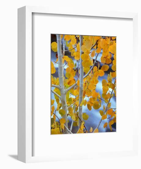 Autumn Leaves on Aspen Tree in the Sierra Nevada Range, Bishop, California, Usa-Dennis Flaherty-Framed Photographic Print