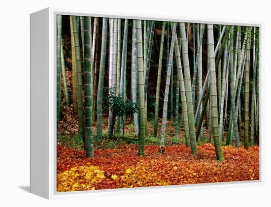 Autumn Leaves on Ground at Saiho-Ji, Kyoto, Japan-Frank Carter-Framed Premier Image Canvas