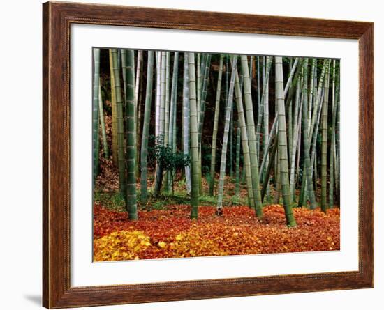 Autumn Leaves on Ground at Saiho-Ji, Kyoto, Japan-Frank Carter-Framed Photographic Print