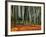 Autumn Leaves on Ground at Saiho-Ji, Kyoto, Japan-Frank Carter-Framed Photographic Print