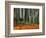 Autumn Leaves on Ground at Saiho-Ji, Kyoto, Japan-Frank Carter-Framed Photographic Print