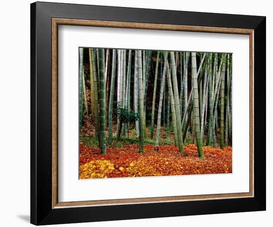 Autumn Leaves on Ground at Saiho-Ji, Kyoto, Japan-Frank Carter-Framed Photographic Print