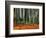 Autumn Leaves on Ground at Saiho-Ji, Kyoto, Japan-Frank Carter-Framed Photographic Print