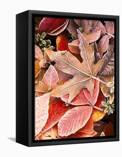 Autumn leaves on the ground, covered in frost.-Stuart Westmorland-Framed Premier Image Canvas