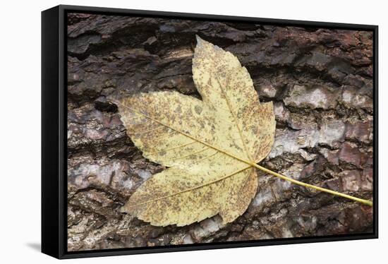 Autumn, leaves on trunk.-Roland T. Frank-Framed Stretched Canvas