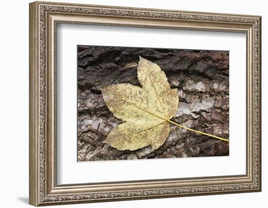 Autumn, leaves on trunk.-Roland T. Frank-Framed Photographic Print