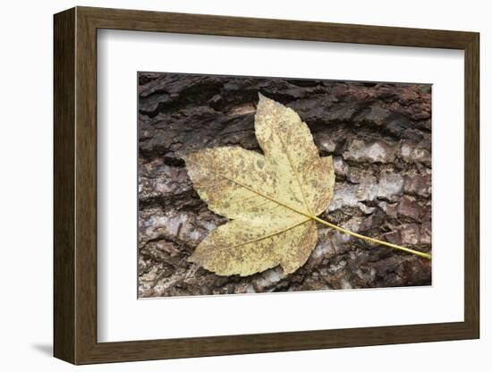 Autumn, leaves on trunk.-Roland T. Frank-Framed Photographic Print