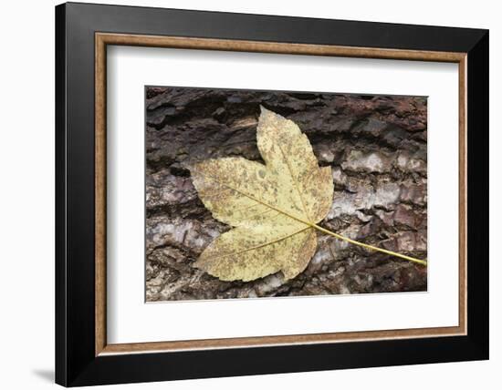 Autumn, leaves on trunk.-Roland T. Frank-Framed Photographic Print