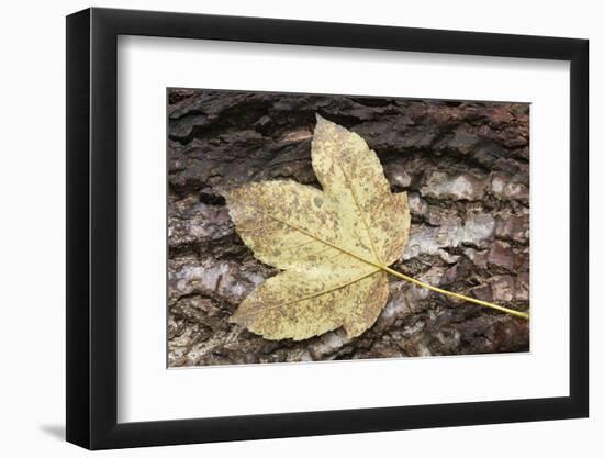 Autumn, leaves on trunk.-Roland T. Frank-Framed Photographic Print