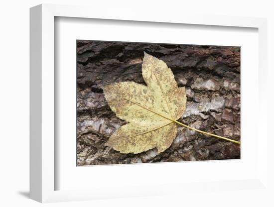 Autumn, leaves on trunk.-Roland T. Frank-Framed Photographic Print