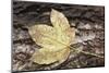 Autumn, leaves on trunk.-Roland T. Frank-Mounted Photographic Print